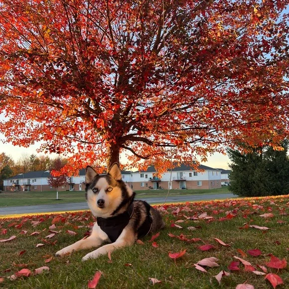 MEET ERICA !! 🩷🎀🩷 - Picture 2 of 3